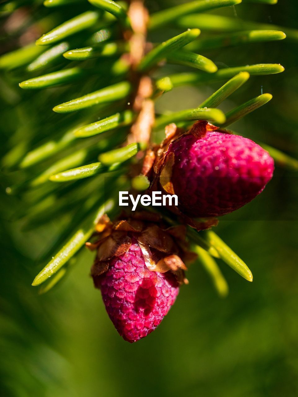 CLOSE-UP OF FRESH PINK FRUIT ON PLANT