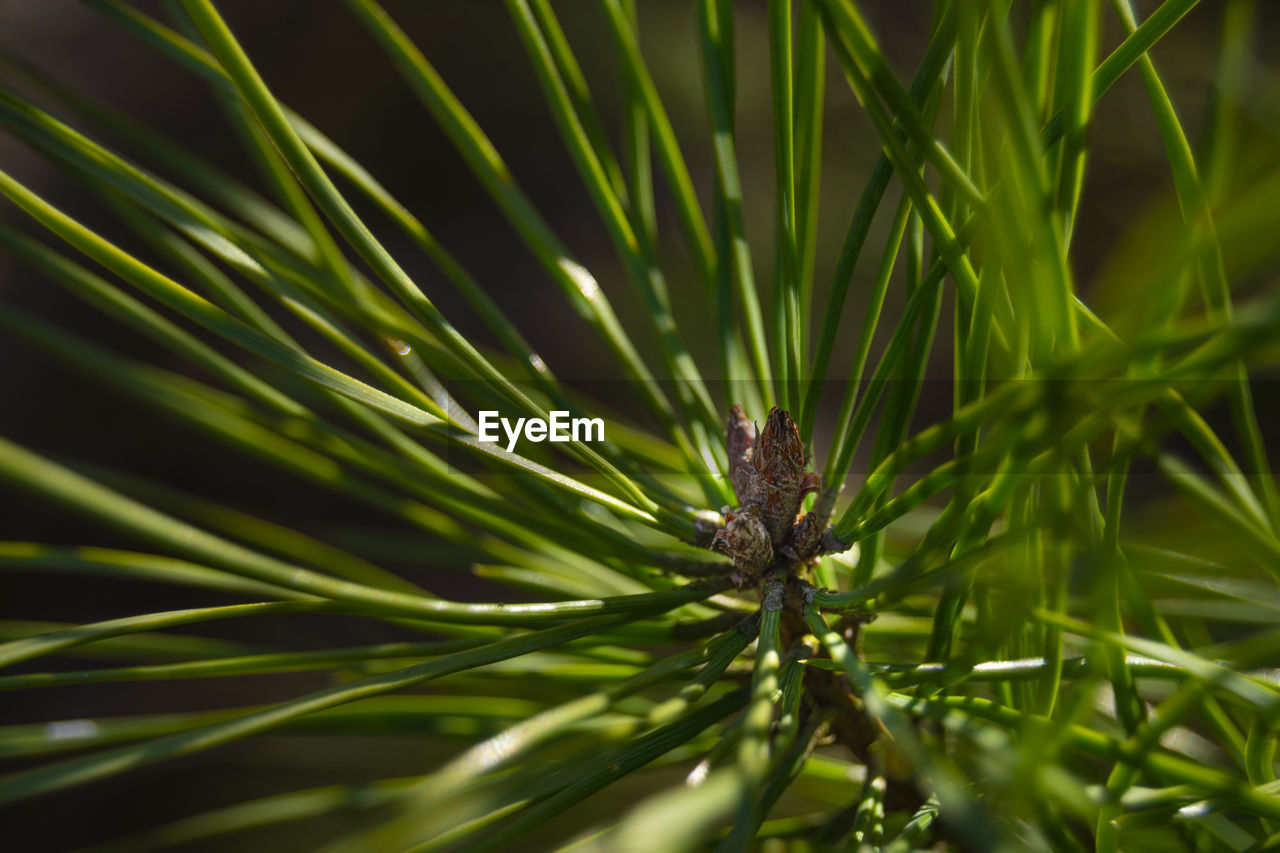 CLOSE-UP OF FRESH GREEN PINE TREE
