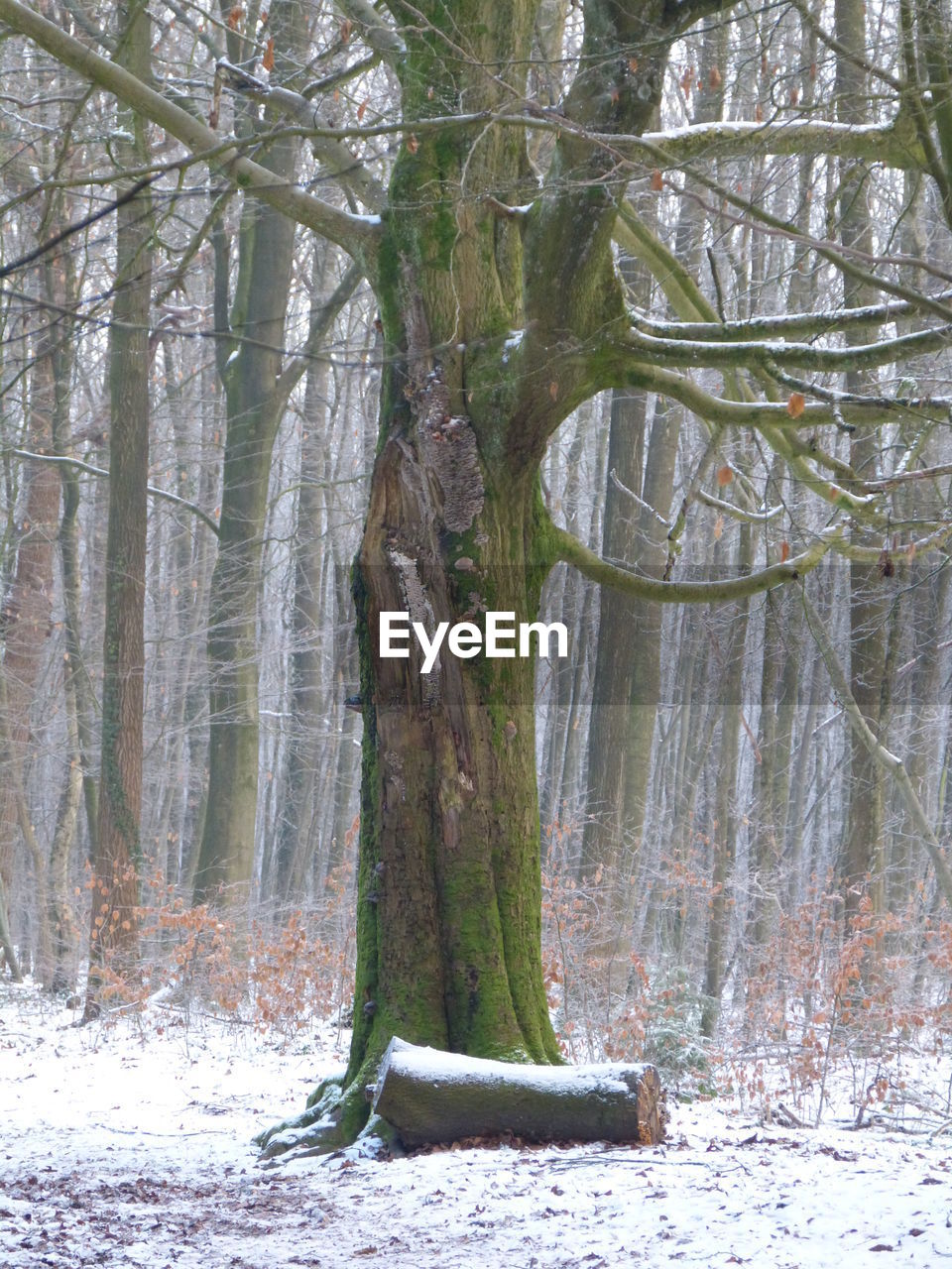 VIEW OF TREES IN SNOW