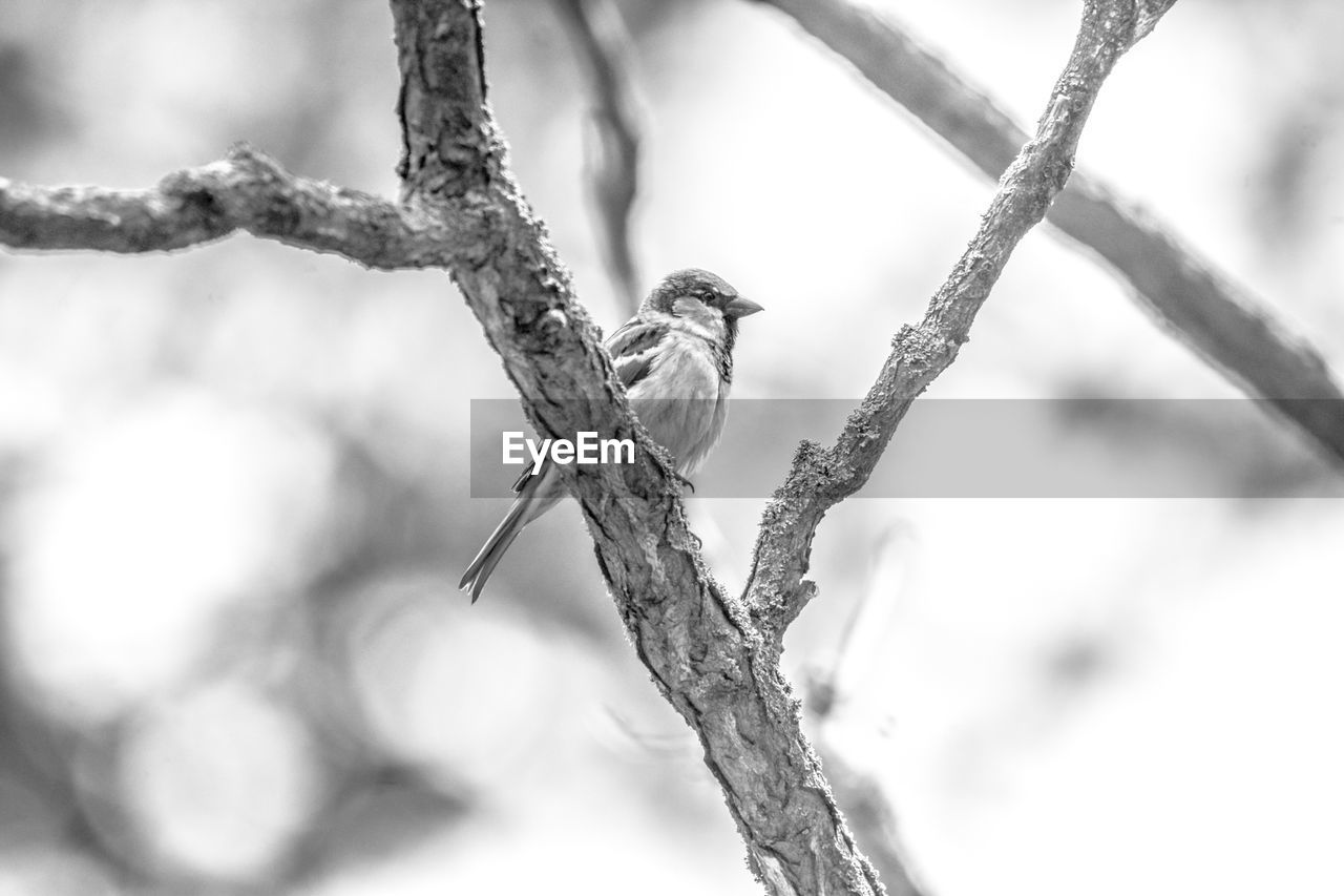 branch, animal, animal themes, tree, animal wildlife, bird, twig, black and white, wildlife, close-up, plant, winter, one animal, monochrome photography, nature, monochrome, perching, no people, focus on foreground, outdoors, beauty in nature, environment, snow