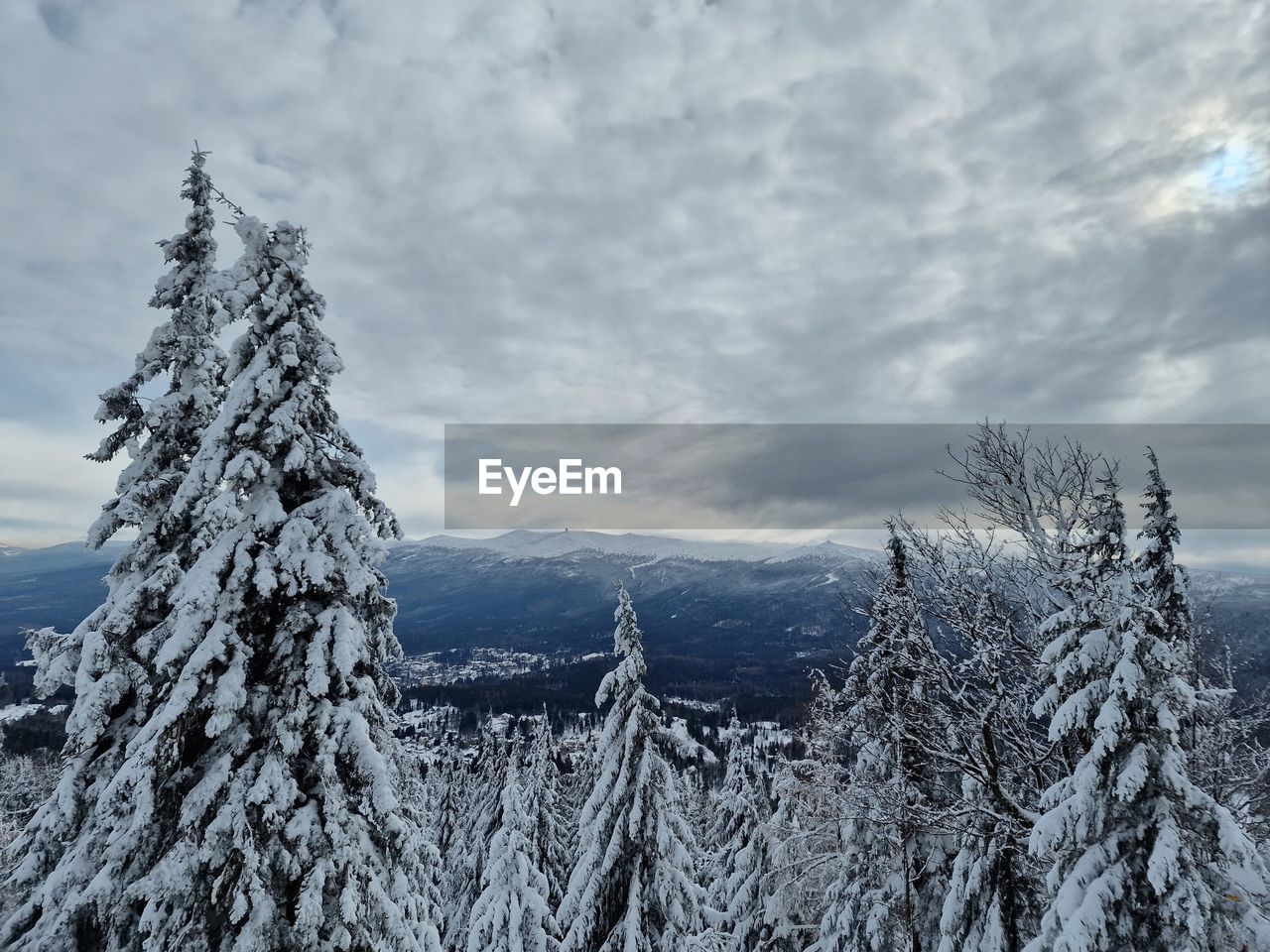 winter, snow, cold temperature, tree, sky, mountain, cloud, environment, scenics - nature, landscape, plant, beauty in nature, coniferous tree, nature, pine tree, forest, pinaceae, land, tranquility, tranquil scene, mountain range, pine woodland, non-urban scene, no people, frozen, ridge, woodland, frost, day, wilderness, white, outdoors, snowcapped mountain, freezing, remote, evergreen tree, ice, spruce tree, polar climate, spruce, travel destinations, idyllic, wilderness area, travel
