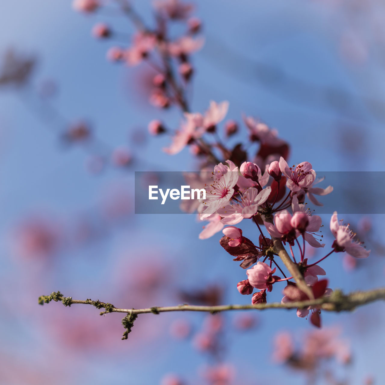 Close-up of pink flowers on branch