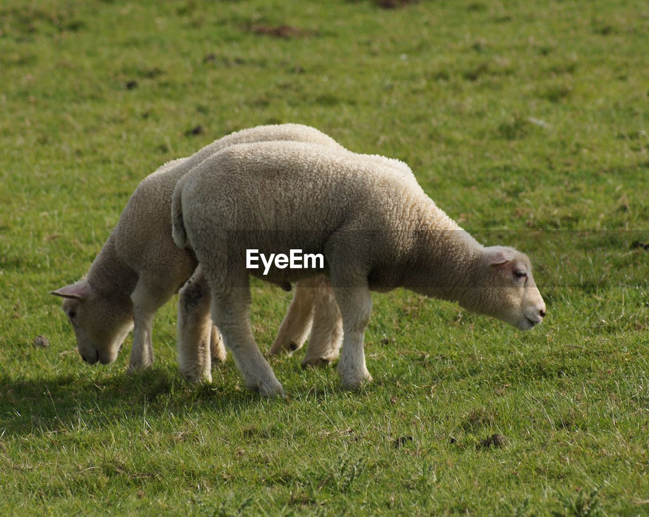 SIDE VIEW OF SHEEP ON FIELD