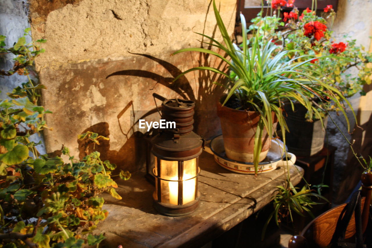 POTTED PLANTS ON STONE WALL