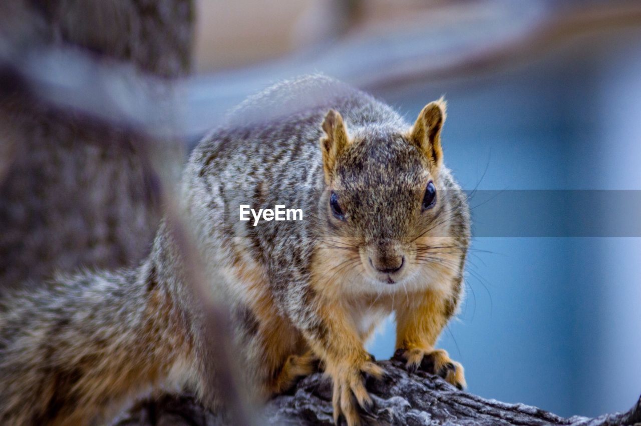 Close-up of fox squirrel looking at camera
