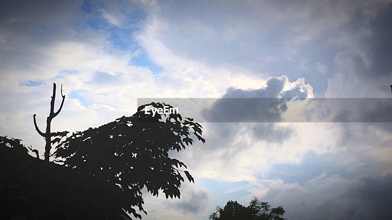 LOW ANGLE VIEW OF TREES AGAINST CLOUDY SKY