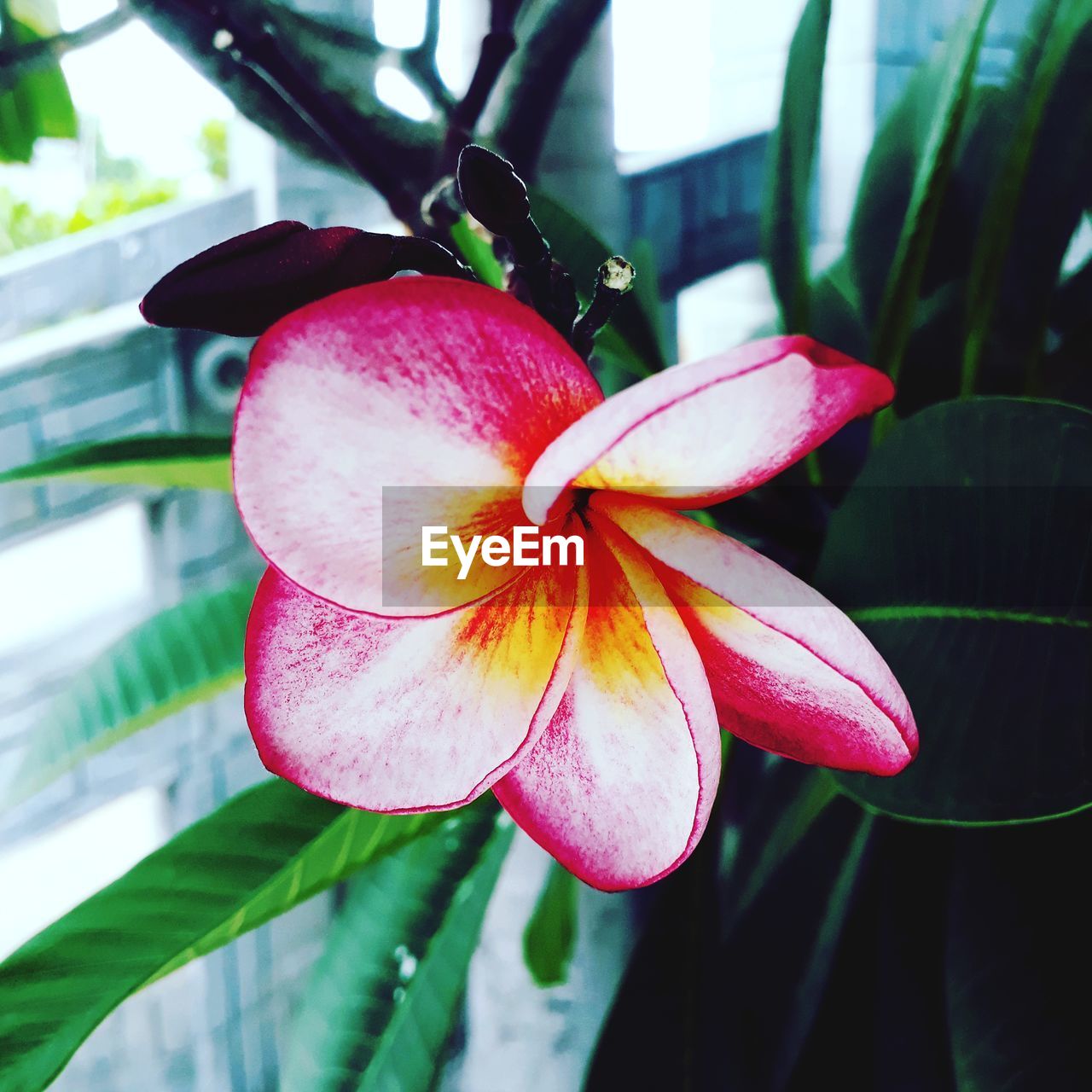 CLOSE-UP OF PINK FLOWER ON PLANT