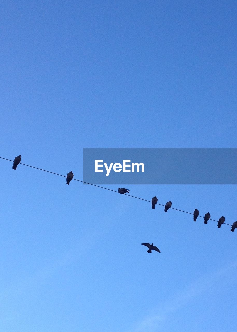 LOW ANGLE VIEW OF BIRDS IN FLIGHT