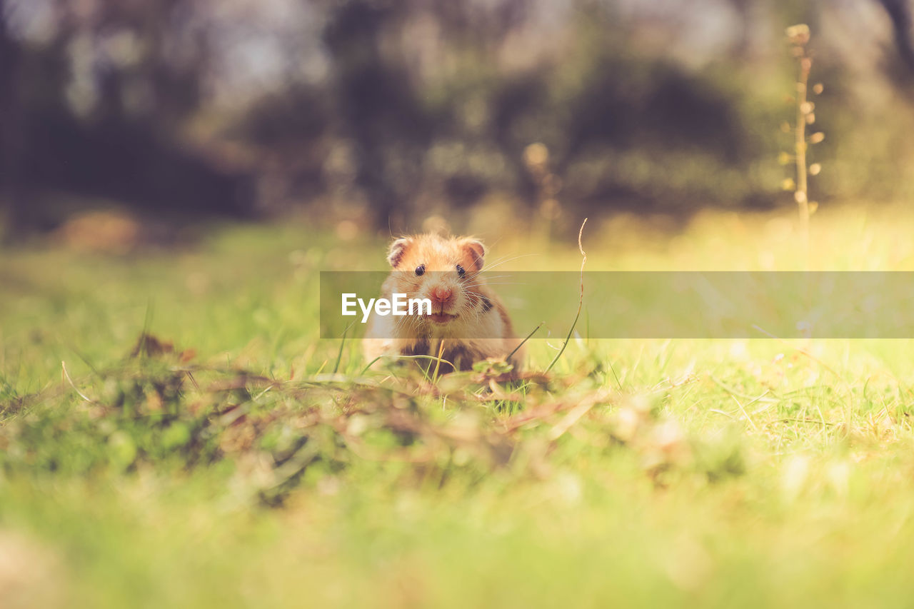 PORTRAIT OF AN ANIMAL IN FIELD