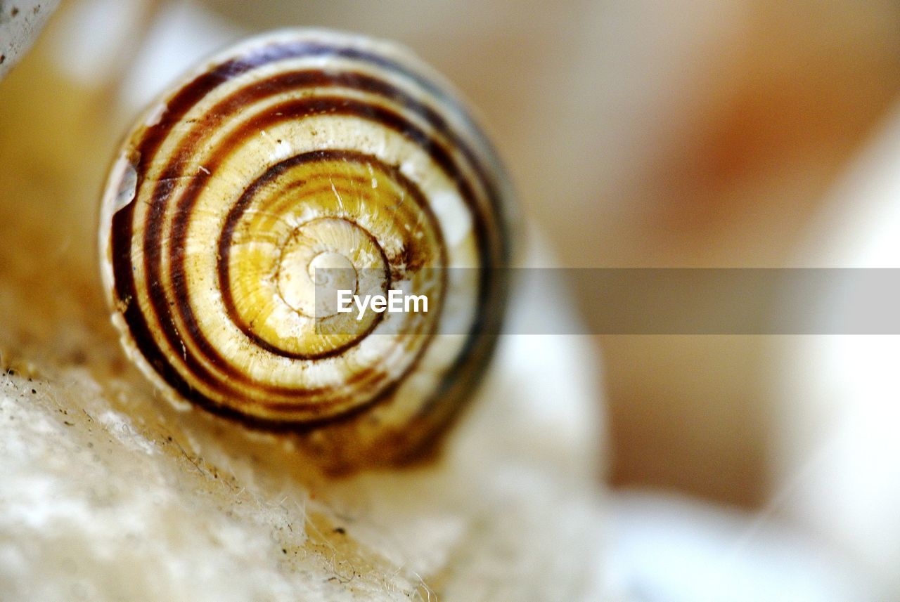 CLOSE-UP OF SNAIL ON A SURFACE