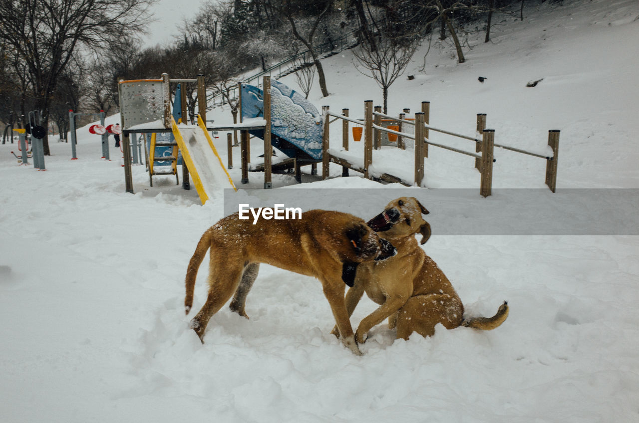 Dogs fighting on snow covered landscape