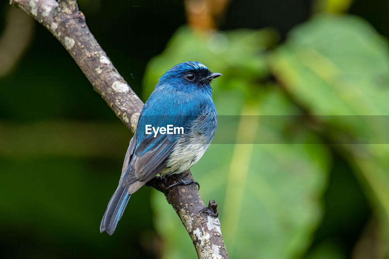 CLOSE-UP OF BLUE BIRD PERCHING ON BRANCH