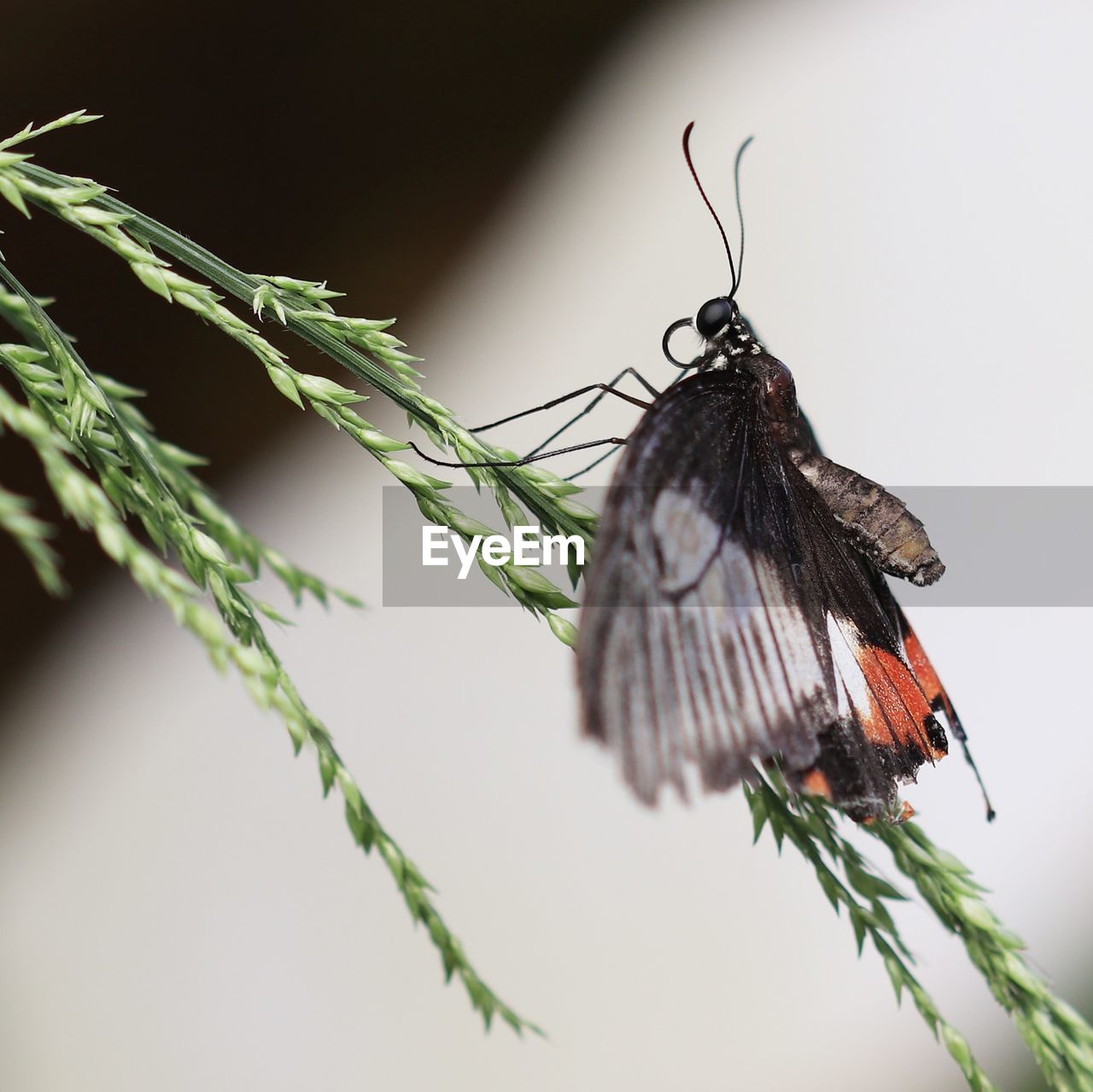 CLOSE-UP OF BIRD ON PLANT