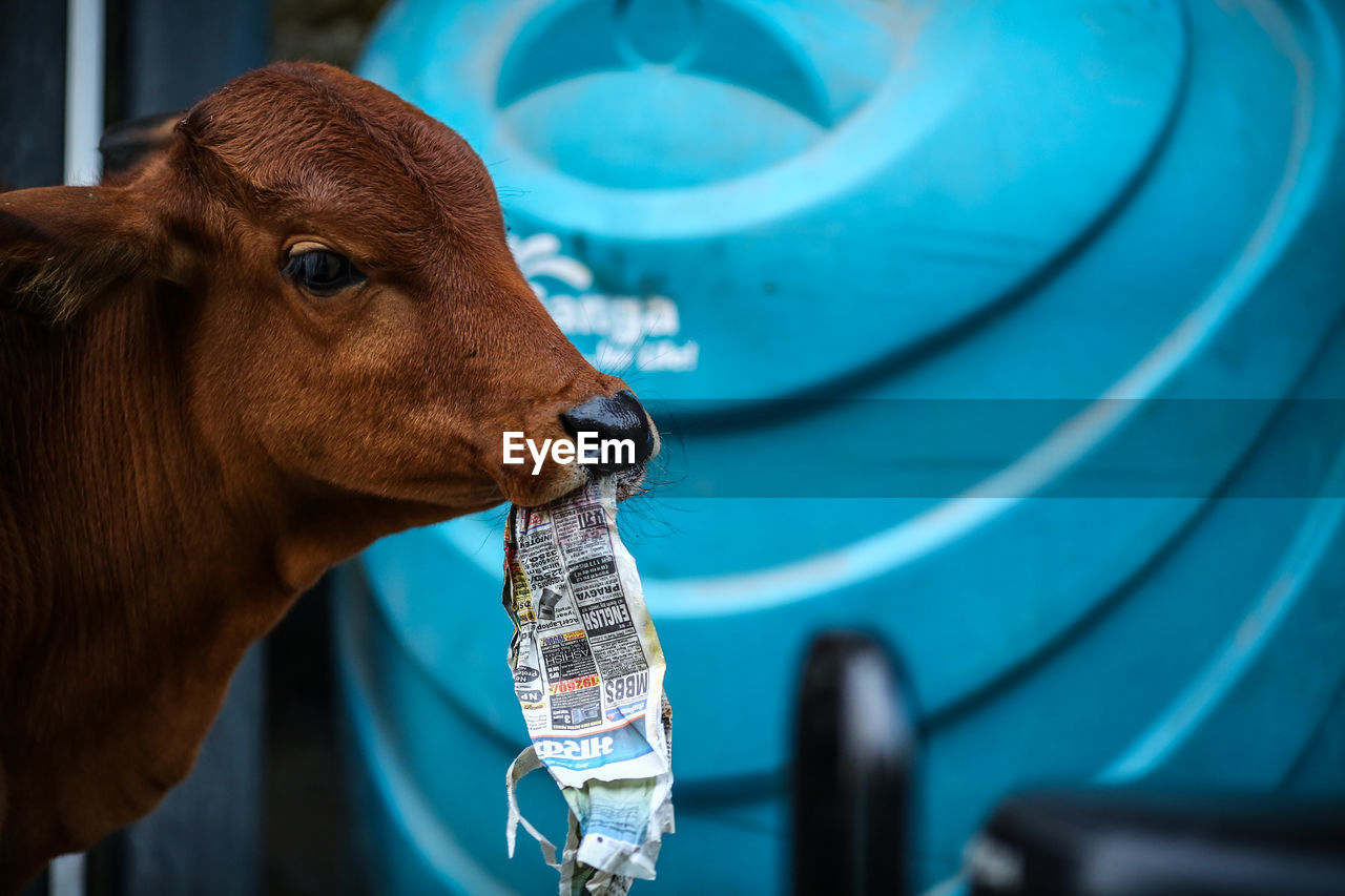 Close-up of calf eating paper