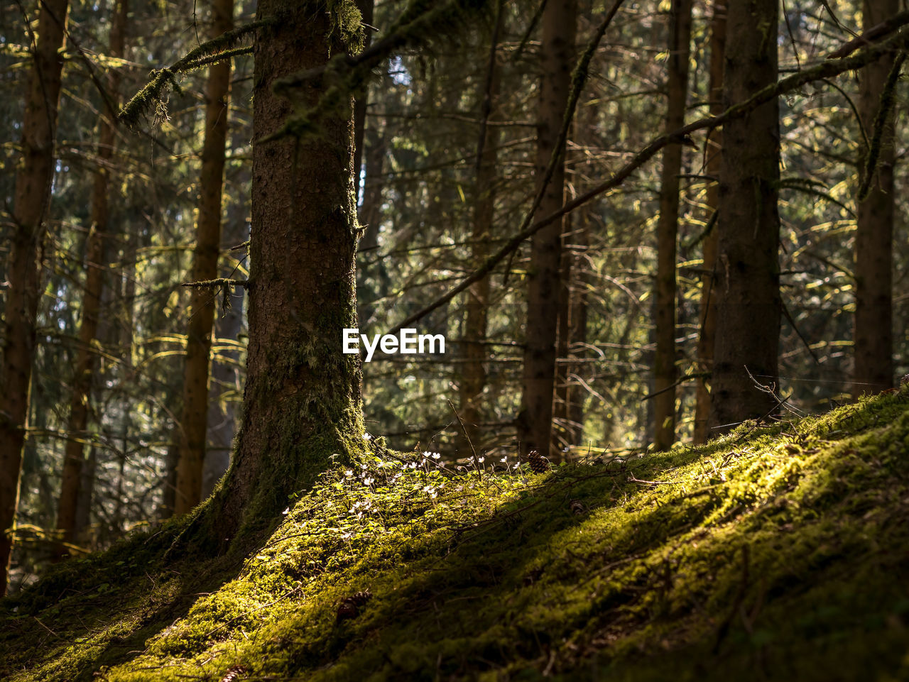 Trees growing in forest