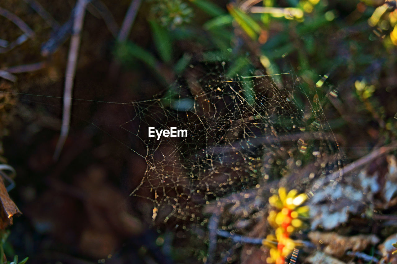 Close-up of spider on web