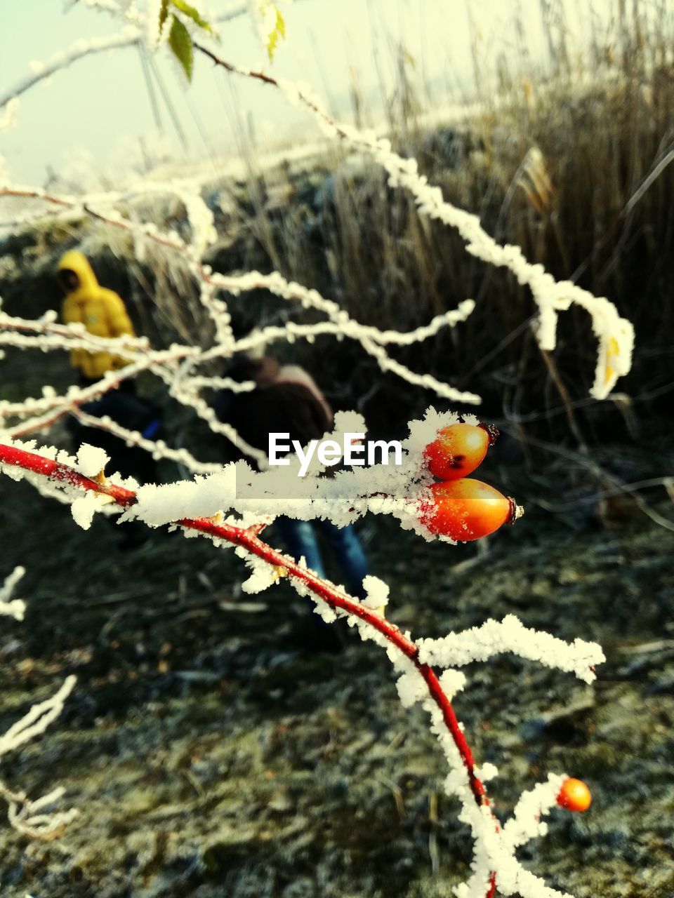 CLOSE-UP OF FROZEN PLANT DURING WINTER