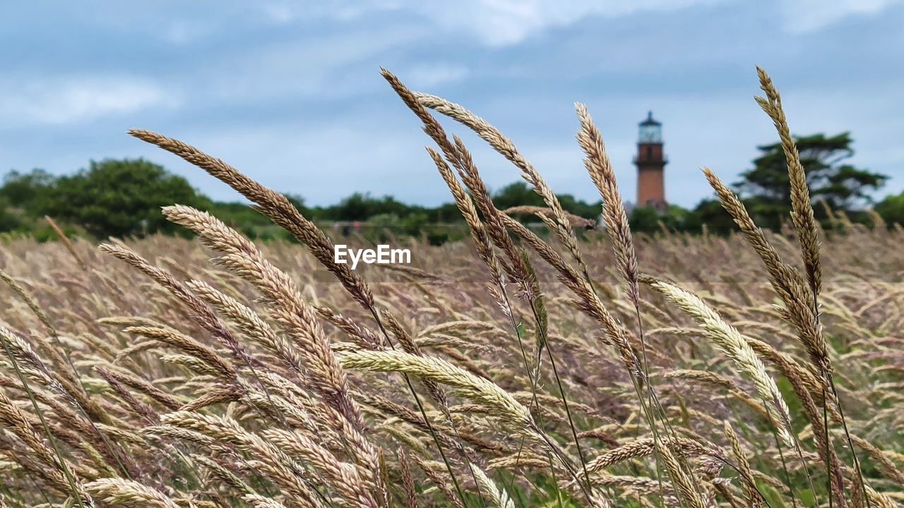 grass, plant, crop, agriculture, sky, field, land, nature, landscape, cloud, prairie, growth, rural scene, cereal plant, environment, no people, food, day, outdoors, flower, rye, farm, tranquility, food and drink, corn, rural area, beauty in nature, scenics - nature, soil