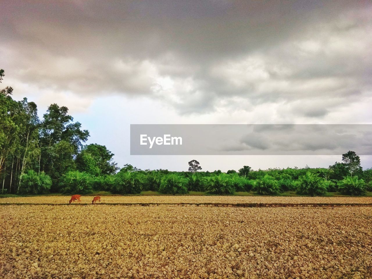 SCENIC VIEW OF FARMS AGAINST SKY