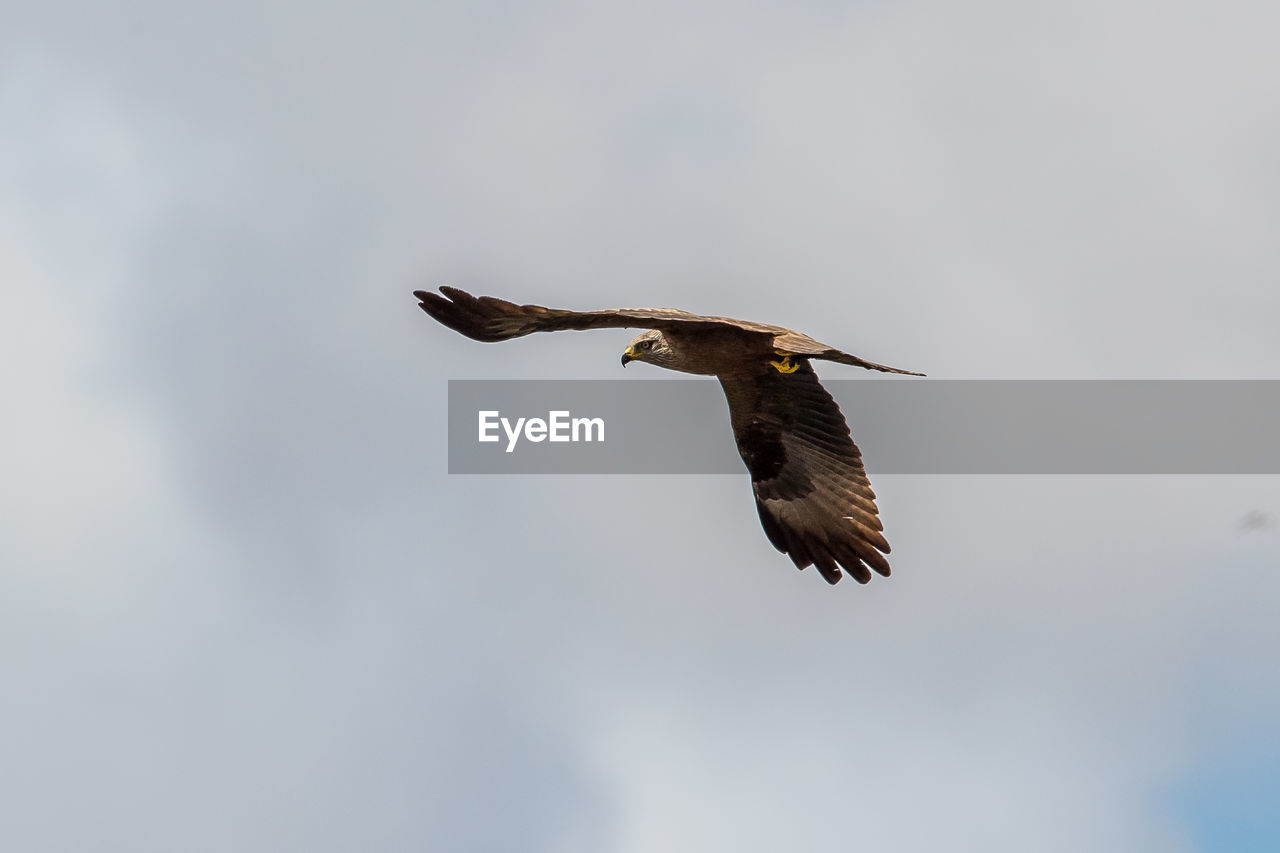 LOW ANGLE VIEW OF EAGLE FLYING