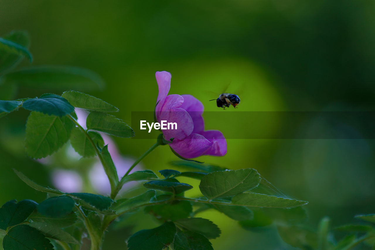 CLOSE-UP OF INSECT POLLINATING ON PURPLE FLOWER