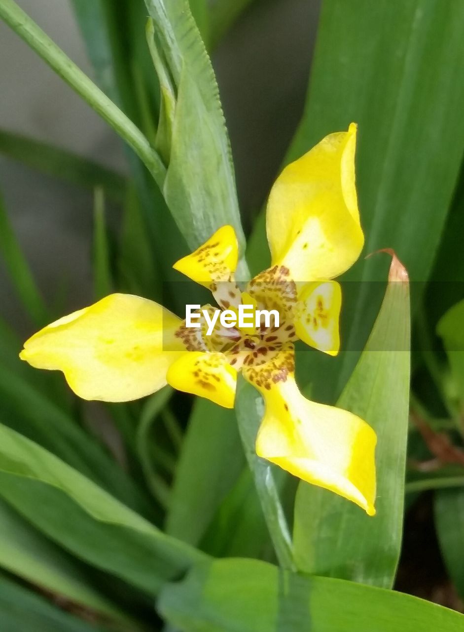 CLOSE-UP OF YELLOW FLOWER AND LEAVES