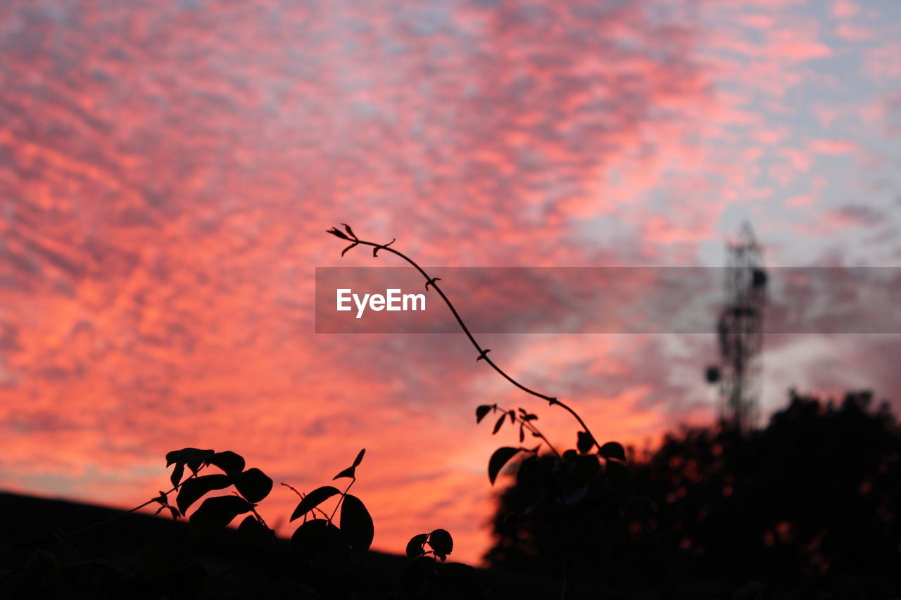 Silhouette plants against sky during sunset