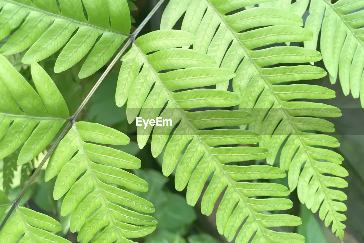 Full frame shot of fresh green leaves