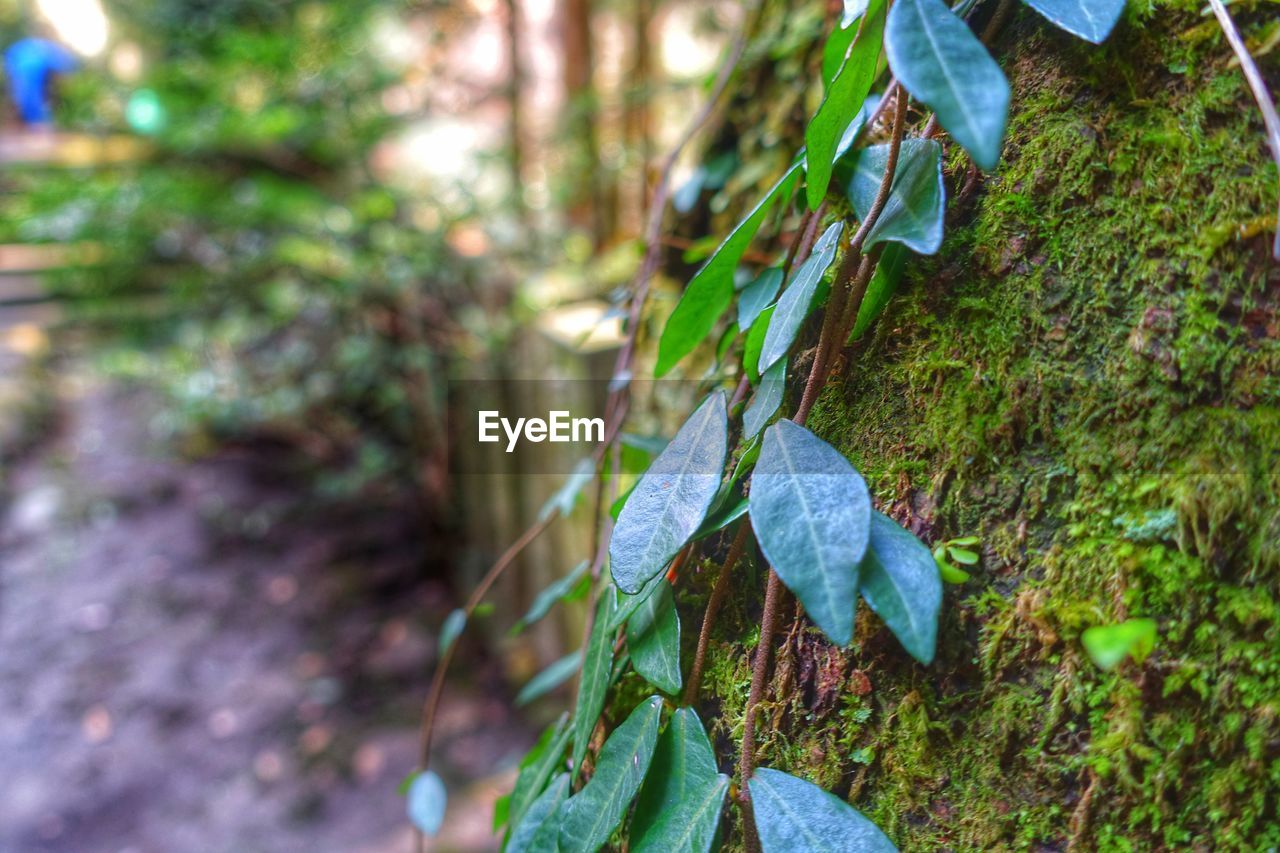 Close-up of plants growing on mossy tree trunk