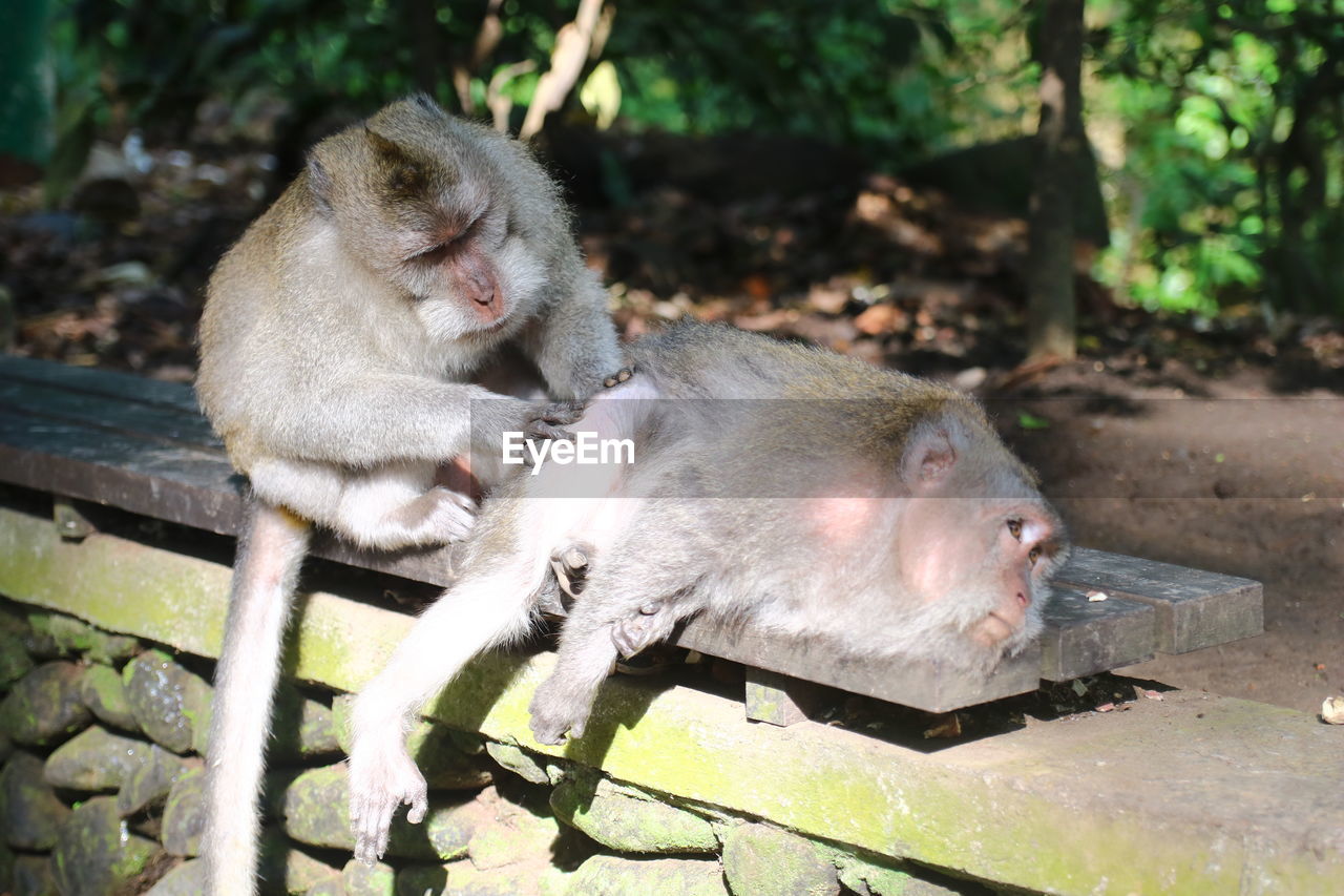 animal, animal themes, mammal, animal wildlife, primate, monkey, wildlife, group of animals, zoo, nature, young animal, no people, macaque, two animals, outdoors, day, tree, focus on foreground, cute, relaxation
