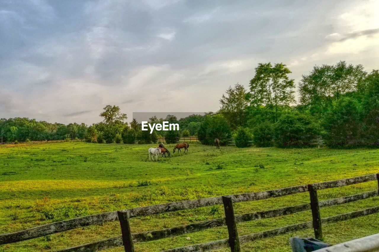 Horses in a field