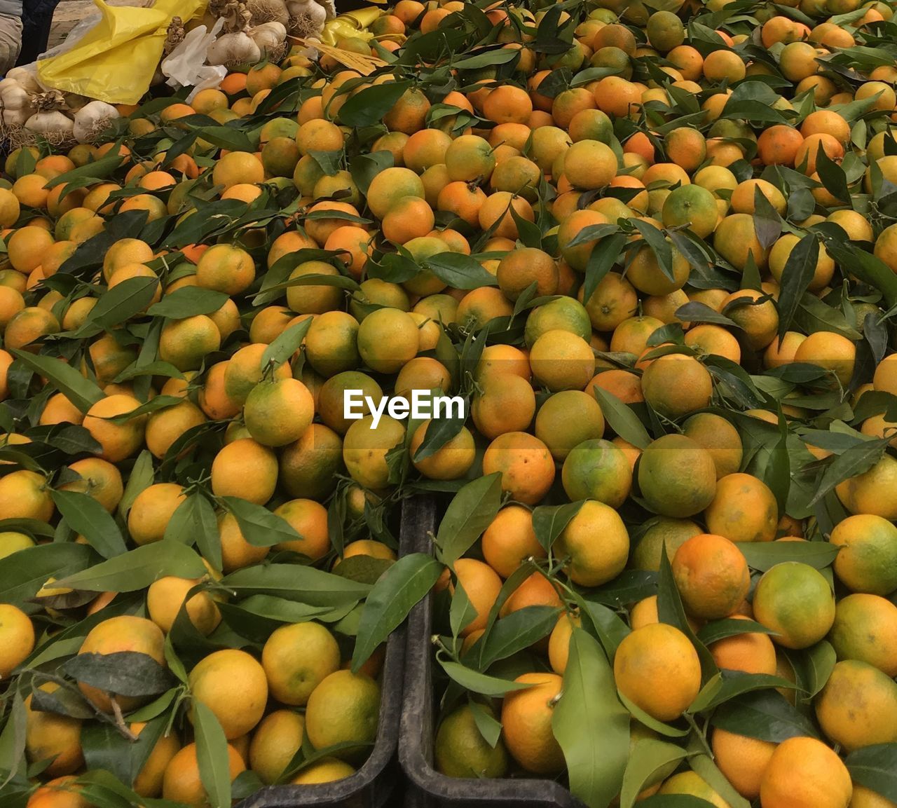 Oranges with leaves straight from farm for sale in market