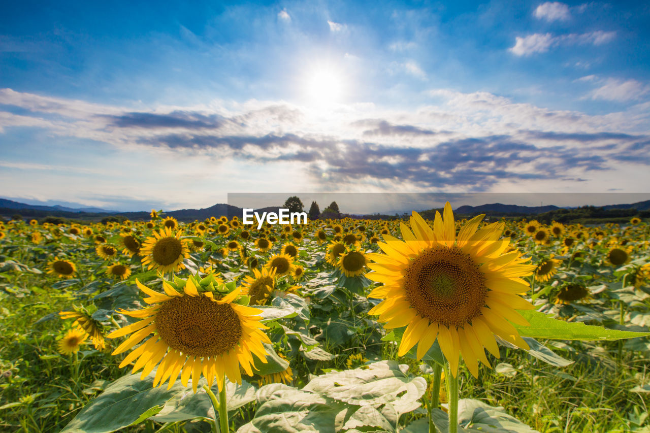 Sunflower field