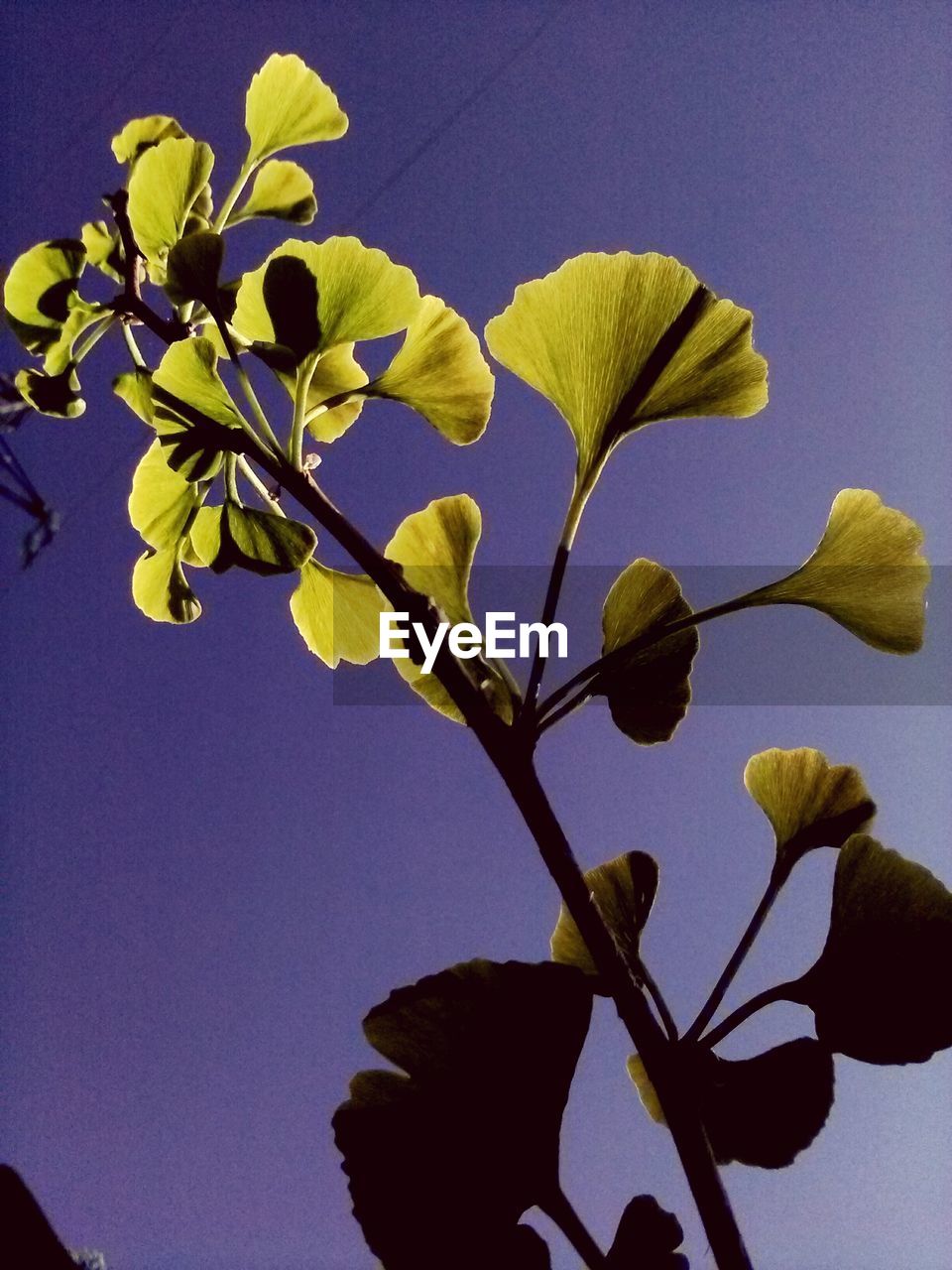 LOW ANGLE VIEW OF YELLOW FLOWERS