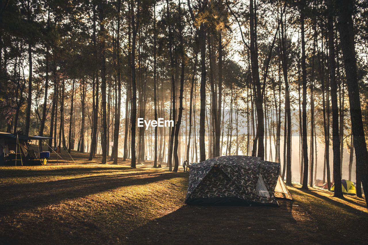 Tent in forest at morning