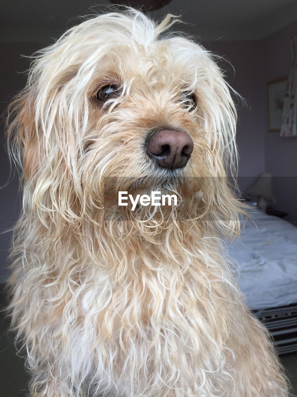 Close-up of dog looking away