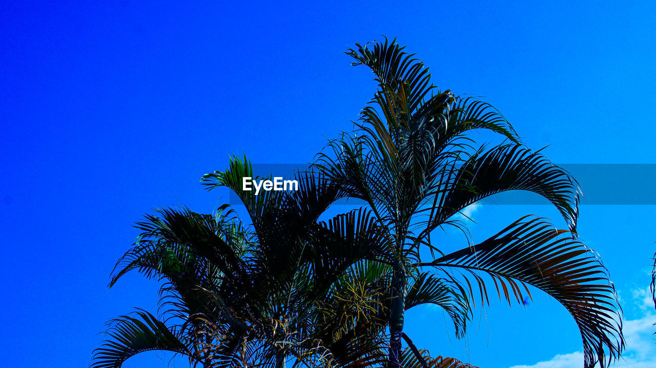 LOW ANGLE VIEW OF PALM TREE AGAINST SKY