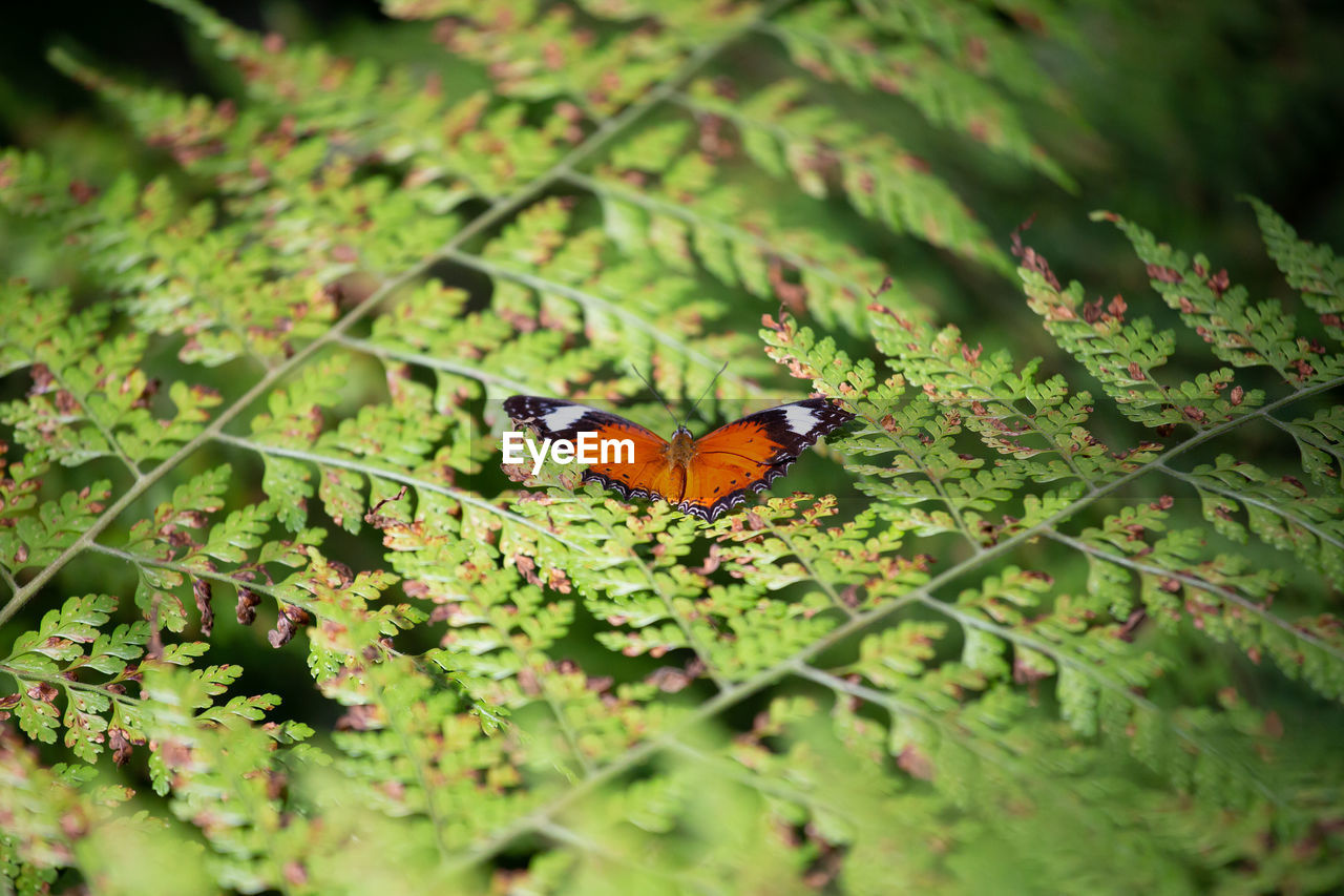 green, nature, animal, animal themes, animal wildlife, butterfly, insect, beauty in nature, plant, leaf, plant part, one animal, animal wing, wildlife, macro photography, moths and butterflies, flower, no people, selective focus, close-up, environment, outdoors, day, animal body part, growth, environmental conservation, land, forest, tree, multi colored, fragility