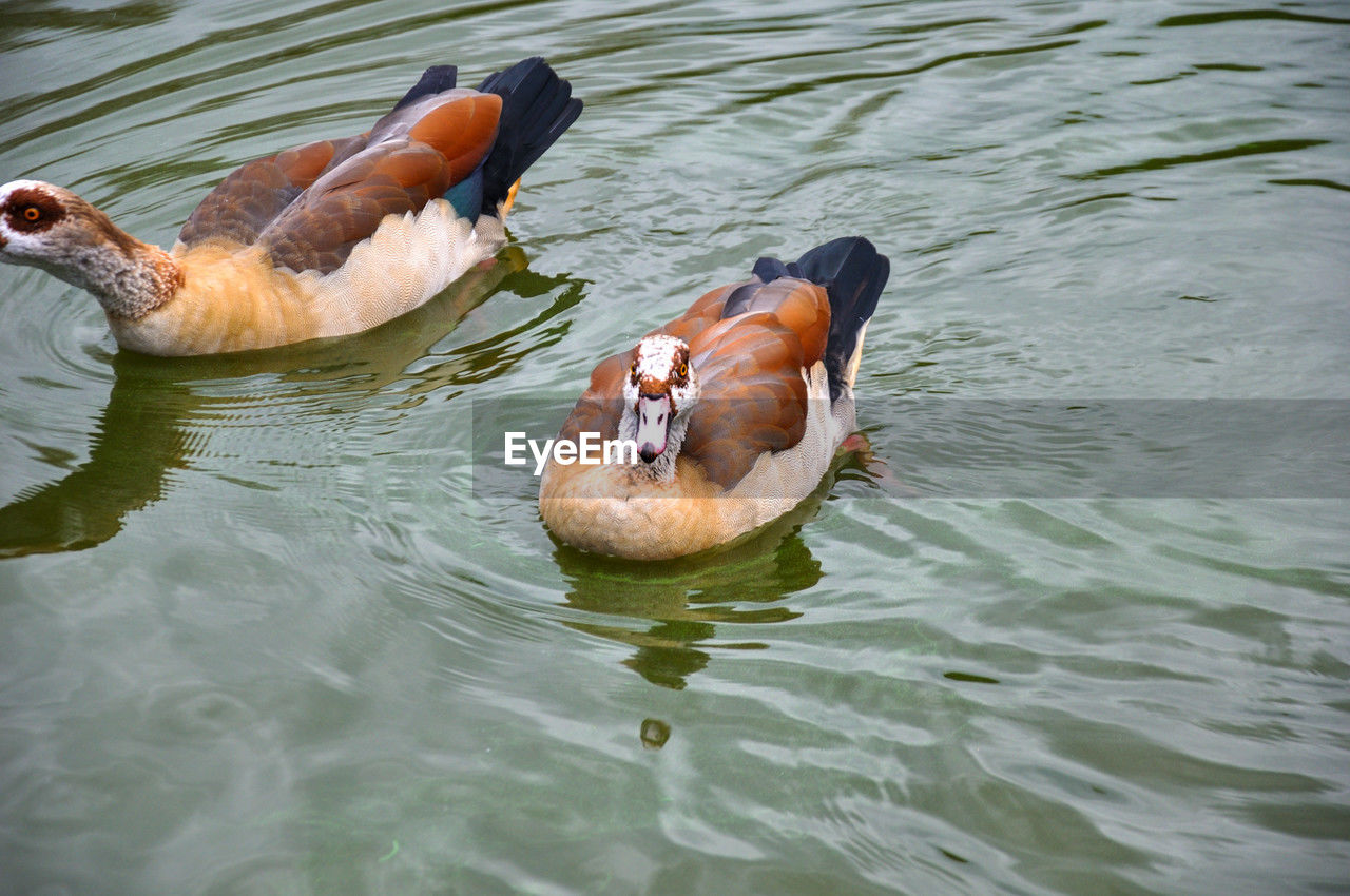 water, animal themes, animal, animal wildlife, wildlife, bird, swimming, lake, duck, water bird, nature, group of animals, no people, day, ducks, geese and swans, high angle view, mallard, beak, outdoors, waterfront, poultry