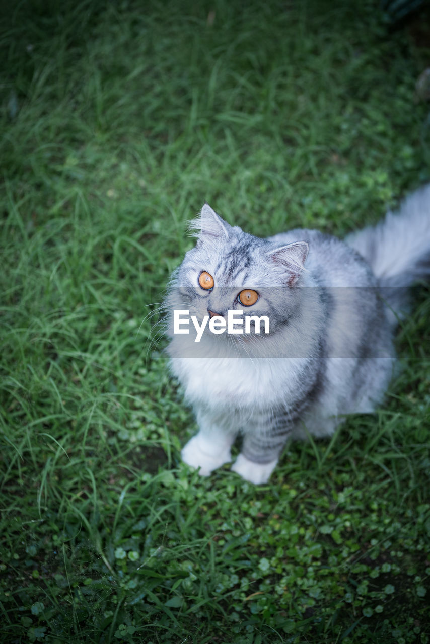 Close-up portrait of cat on field