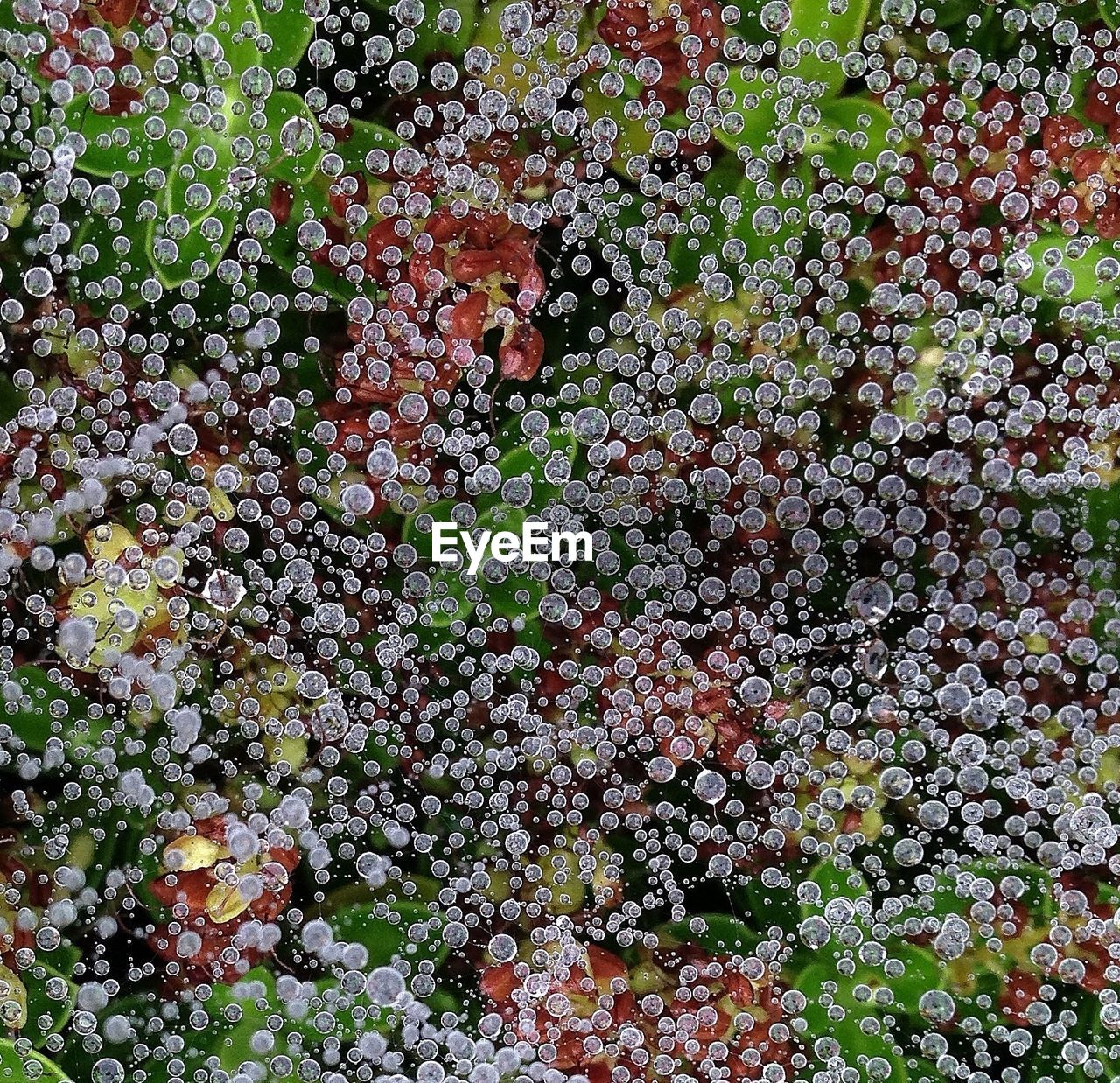 Close-up of bubbles in water against plants