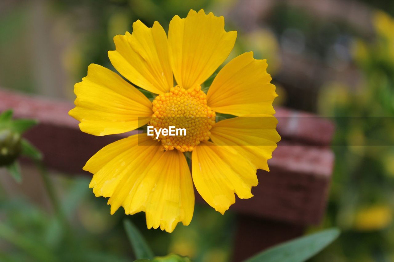 Close-up of yellow cosmos flower blooming in park