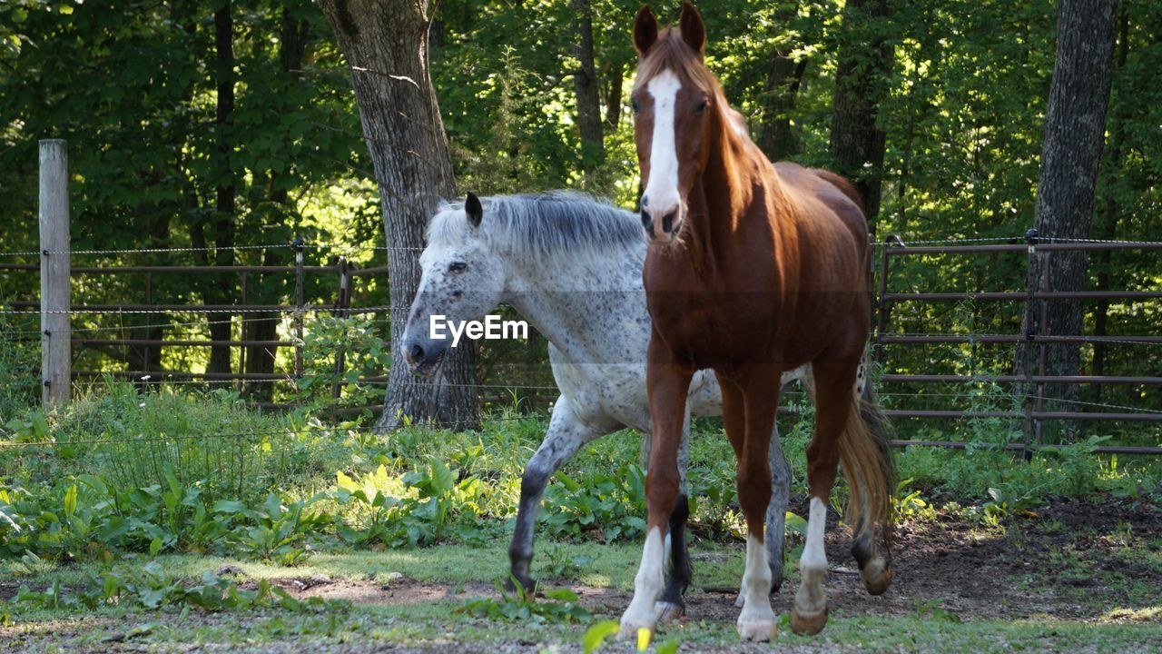 Horse standing on field against trees