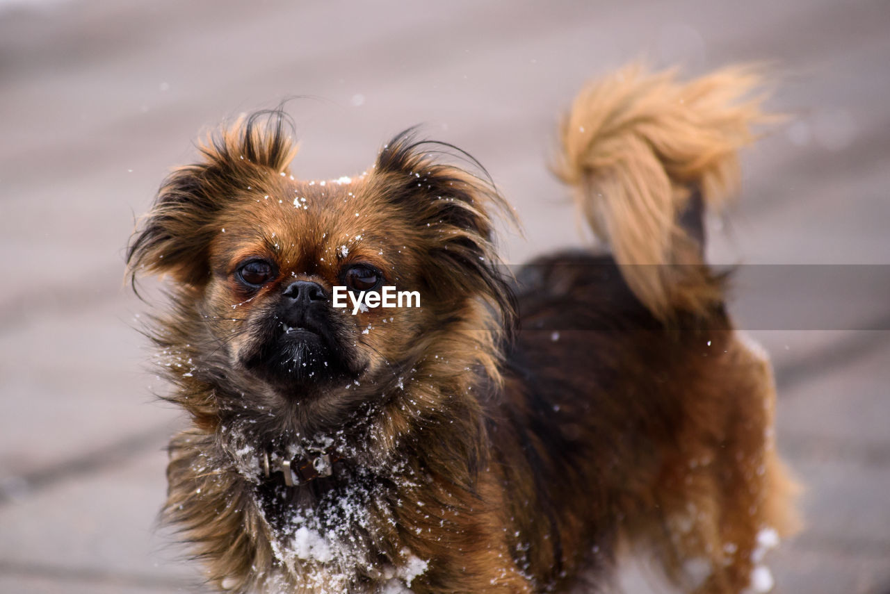 CLOSE-UP OF WET DOG