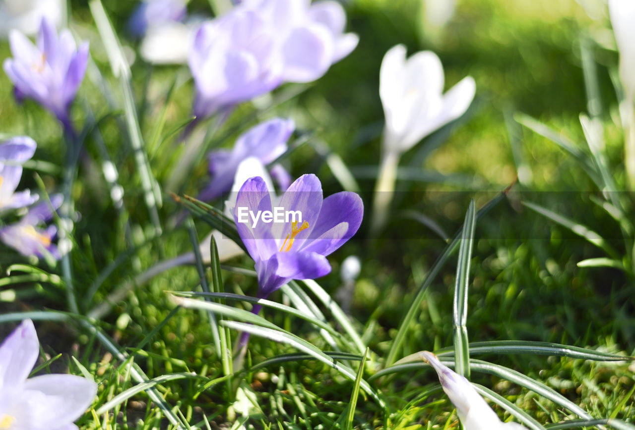 Close-up of purple crocus flowers on field