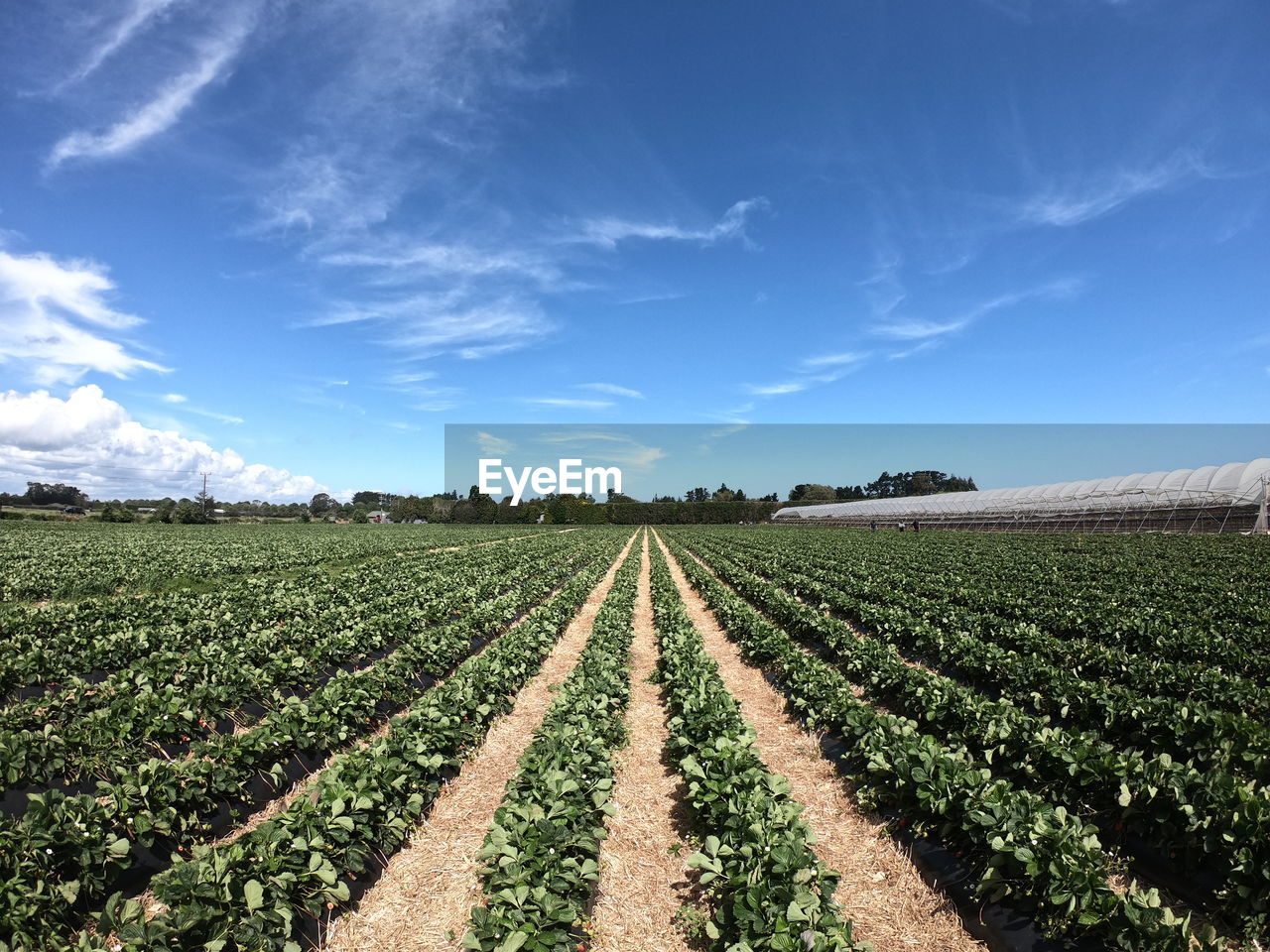 Scenic view of agricultural field against sky