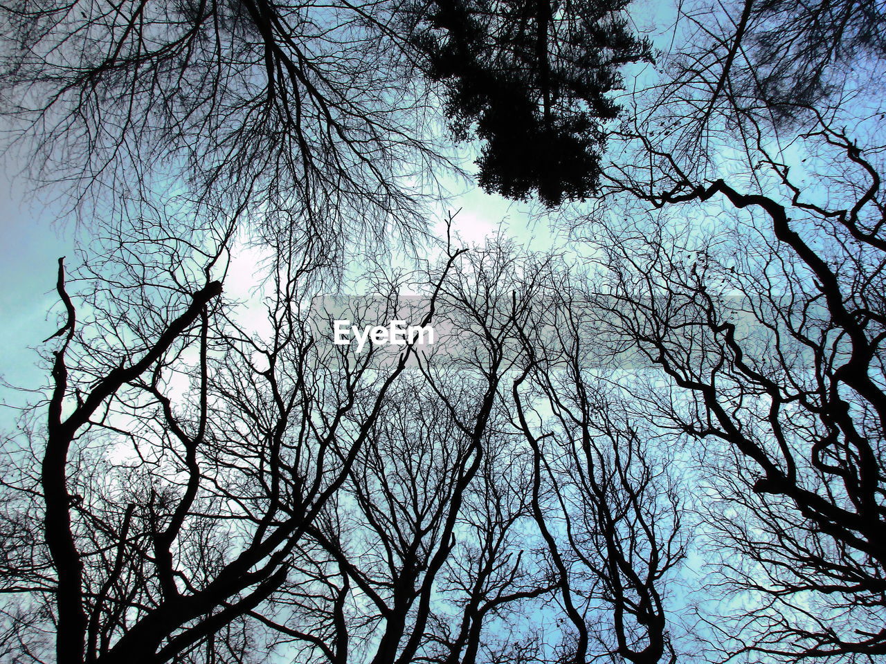 LOW ANGLE VIEW OF TREE BRANCH AGAINST SKY