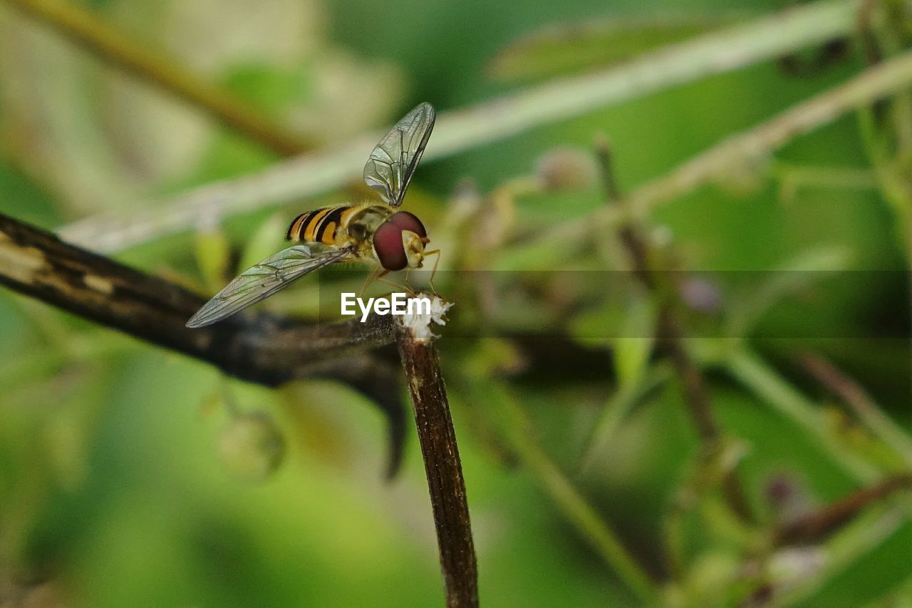 CLOSE-UP VIEW OF INSECT