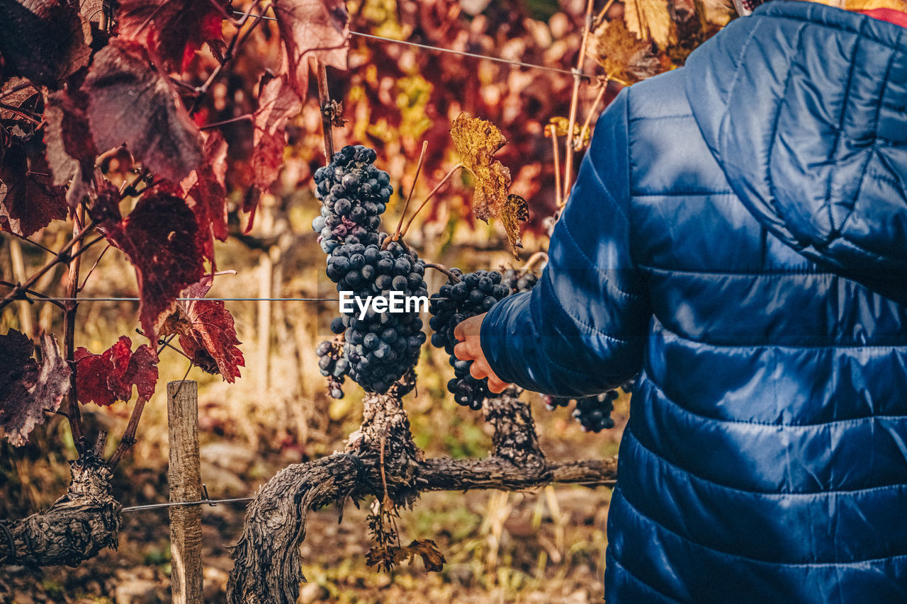 Midsection of man holding grapes in vineyard