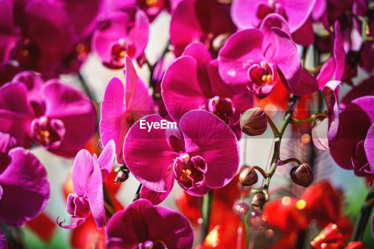 Close-up of flowers blooming on tree